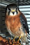 American Kestrel 
