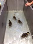Baby Ducks 2012