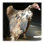 Emesis the Turkey Vulture
