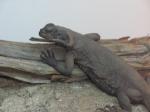 Chuckwalla