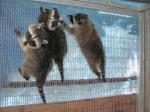 Big Bear Alpine Zoo Wish List