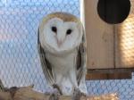 Barn Owls