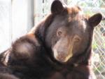 Black Bears