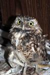 Burrowing Owl 