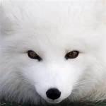 Arctic Fox 