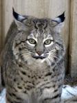 Bobcat