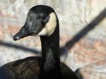 Canada Goose