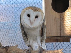 Barn Owls Big Bear Alpine Zoo