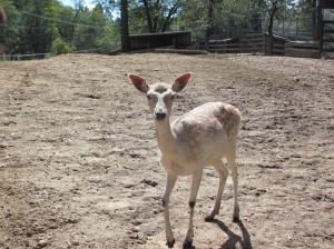 fallow deer facts