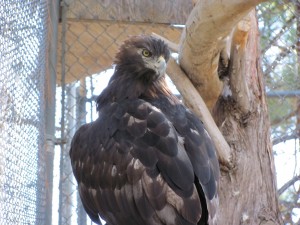 Golden Eagle Big Bear Alpine Zoo