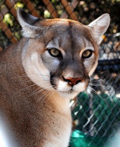 what do cougars eat facts