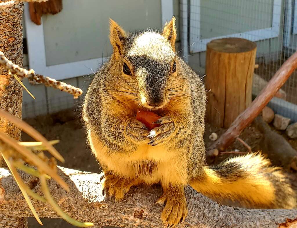 Fox Squirrels – Big Bear Zoo