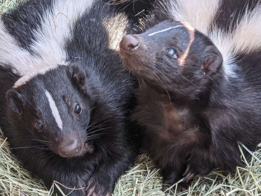 Striped Skunks – Big Bear Zoo