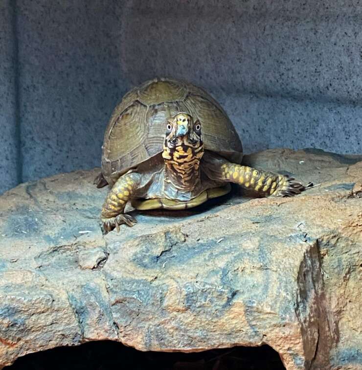 Box Turtle Shellbert
